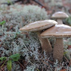 Mushrooms in wild